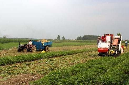 peanut-harvesting