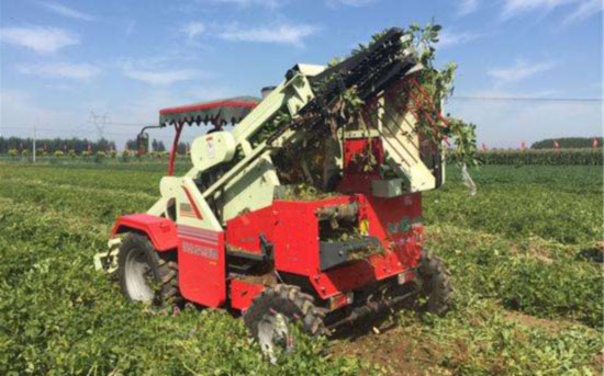 peanut sowing and harvesting