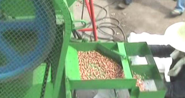Workers use a peanut sheller to remove peanut shells