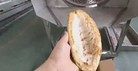 Cocoa pod breaking machine