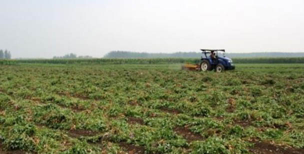 mechanized peanut harvesting