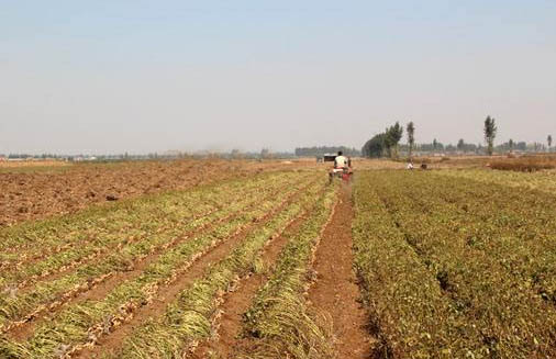 Drum type peanut harvesting machine